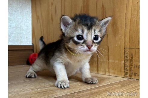 成約済の千葉県のソマリ-112457の1枚目